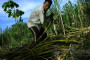 Tiga Menteri Bahas Nasib Petani Tebu Jawa Timur