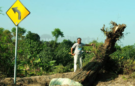 KPPA Buka Relawan Pemindah Pohon Asem