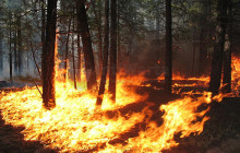 Greenpeace Minta Industri Segera Tanggulangi Api
